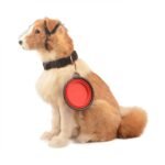 2-Pack: Collapsible Food Water Travel Bowl - Bilde 11