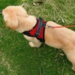 Dog Soft Adjustable Harness - Bilde 2