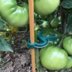 Plant Support Clips for Garden Vine to Grow Upright - Image 6