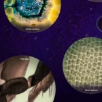 Portable Handheld Mini Microscope Toy - Bilde 6