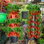 Upside Down Tomato Grow Bag - Image 12